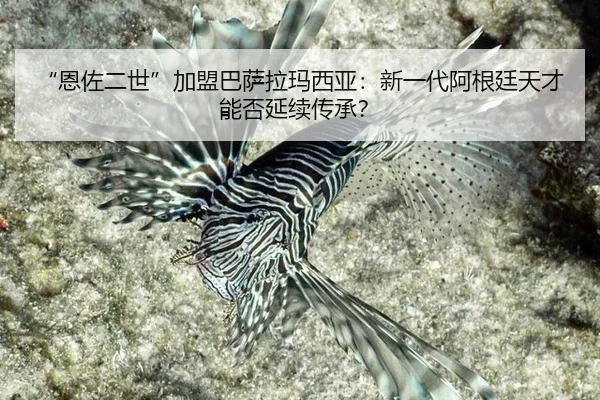 “恩佐二世”加盟巴萨拉玛西亚：新一代阿根廷天才能否延续传承？